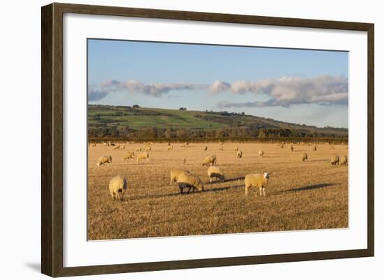 Sheep in the Cotswolds, Tewkesbury, Gloucestershire, England, United Kingdom, Europe-Matthew Williams-Ellis-Framed Photographic Print