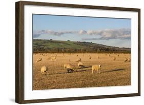 Sheep in the Cotswolds, Tewkesbury, Gloucestershire, England, United Kingdom, Europe-Matthew Williams-Ellis-Framed Photographic Print