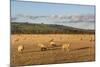 Sheep in the Cotswolds, Tewkesbury, Gloucestershire, England, United Kingdom, Europe-Matthew Williams-Ellis-Mounted Photographic Print
