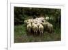 Sheep in the Forest, 19th Century-Anton Mauve-Framed Giclee Print