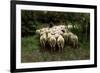Sheep in the Forest, 19th Century-Anton Mauve-Framed Giclee Print