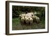 Sheep in the Forest, 19th Century-Anton Mauve-Framed Giclee Print