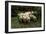 Sheep in the Forest, 19th Century-Anton Mauve-Framed Giclee Print