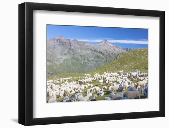 Sheep in the green pastures surrounded by rocky peaks, Val Di Viso, Camonica Valley, province of Br-Roberto Moiola-Framed Photographic Print