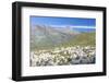 Sheep in the green pastures surrounded by rocky peaks, Val Di Viso, Camonica Valley, province of Br-Roberto Moiola-Framed Photographic Print