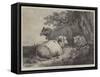 Sheep, in the International Exhibition-null-Framed Stretched Canvas