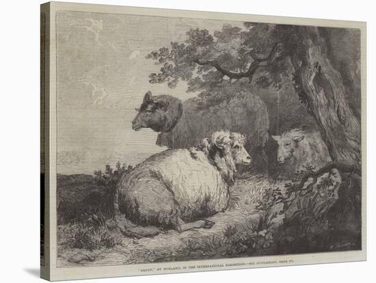 Sheep, in the International Exhibition-null-Stretched Canvas