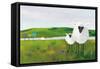 Sheep in the Meadow-Phyllis Adams-Framed Stretched Canvas