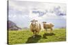 Sheep in the Mountains-Maria Komar-Stretched Canvas