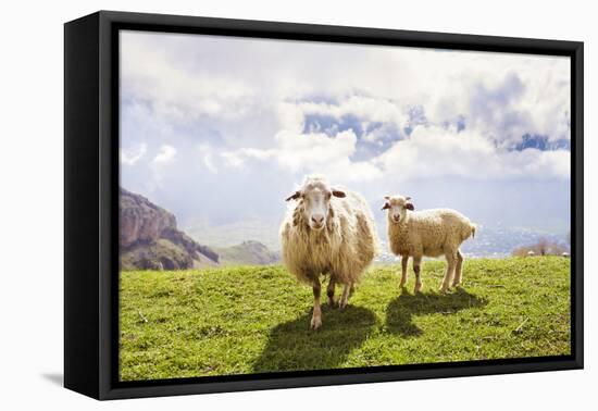 Sheep in the Mountains-Maria Komar-Framed Stretched Canvas