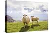Sheep in the Mountains-Maria Komar-Stretched Canvas