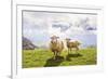 Sheep in the Mountains-Maria Komar-Framed Photographic Print