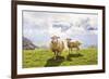 Sheep in the Mountains-Maria Komar-Framed Photographic Print