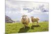 Sheep in the Mountains-Maria Komar-Mounted Photographic Print