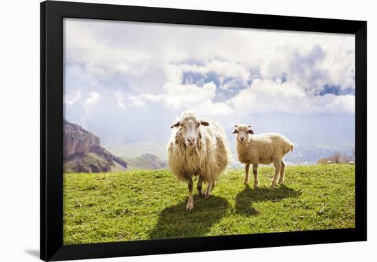 Sheep in the Mountains-Maria Komar-Framed Photographic Print