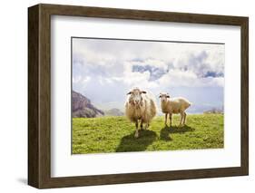 Sheep in the Mountains-Maria Komar-Framed Photographic Print