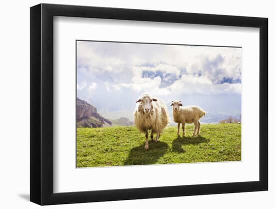 Sheep in the Mountains-Maria Komar-Framed Photographic Print