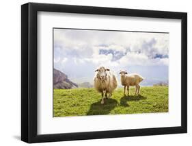 Sheep in the Mountains-Maria Komar-Framed Photographic Print