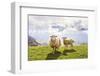 Sheep in the Mountains-Maria Komar-Framed Photographic Print