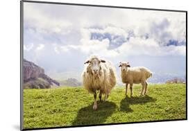 Sheep in the Mountains-Maria Komar-Mounted Photographic Print