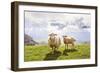 Sheep in the Mountains-Maria Komar-Framed Photographic Print