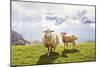 Sheep in the Mountains-Maria Komar-Mounted Photographic Print