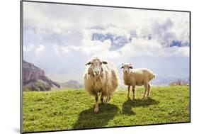 Sheep in the Mountains-Maria Komar-Mounted Photographic Print