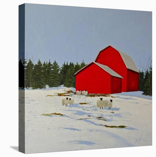 Sheep in the Snow-Tina Palmer-Stretched Canvas