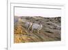 Sheep in the Wayside, List, Island Sylt, Schleswig-Holstein, Germany-Axel Schmies-Framed Photographic Print