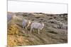 Sheep in the Wayside, List, Island Sylt, Schleswig-Holstein, Germany-Axel Schmies-Mounted Photographic Print