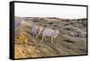 Sheep in the Wayside, List, Island Sylt, Schleswig-Holstein, Germany-Axel Schmies-Framed Stretched Canvas