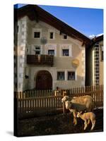 Sheep in Village, Graubunden, Switzerland-Walter Bibikow-Stretched Canvas