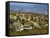 Sheep in Winter, North Yorkshire Moors, England, United Kingdom, Europe-Rob Cousins-Framed Stretched Canvas