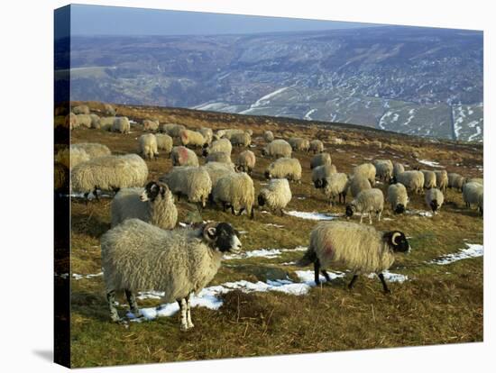 Sheep in Winter, North Yorkshire Moors, England, United Kingdom, Europe-Rob Cousins-Stretched Canvas