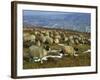 Sheep in Winter, North Yorkshire Moors, England, United Kingdom, Europe-Rob Cousins-Framed Photographic Print