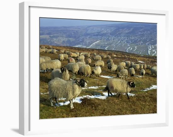 Sheep in Winter, North Yorkshire Moors, England, United Kingdom, Europe-Rob Cousins-Framed Photographic Print