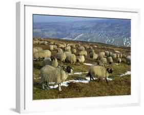 Sheep in Winter, North Yorkshire Moors, England, United Kingdom, Europe-Rob Cousins-Framed Photographic Print