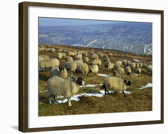 Sheep in Winter, North Yorkshire Moors, England, United Kingdom, Europe-Rob Cousins-Framed Photographic Print