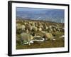 Sheep in Winter, North Yorkshire Moors, England, United Kingdom, Europe-Rob Cousins-Framed Photographic Print