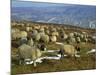 Sheep in Winter, North Yorkshire Moors, England, United Kingdom, Europe-Rob Cousins-Mounted Photographic Print
