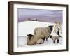 Sheep in Winter-Margaret Loxton-Framed Giclee Print