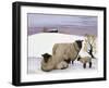 Sheep in Winter-Margaret Loxton-Framed Giclee Print