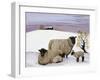 Sheep in Winter-Margaret Loxton-Framed Giclee Print