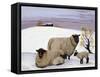 Sheep in Winter-Margaret Loxton-Framed Stretched Canvas