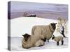 Sheep in Winter-Margaret Loxton-Stretched Canvas