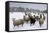 Sheep in Wintry Field-Stuart Black-Framed Stretched Canvas