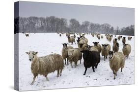 Sheep in Wintry Field-Stuart Black-Stretched Canvas