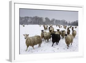 Sheep in Wintry Field-Stuart Black-Framed Photographic Print