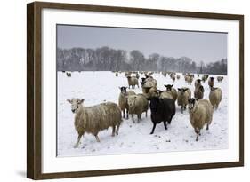 Sheep in Wintry Field-Stuart Black-Framed Photographic Print