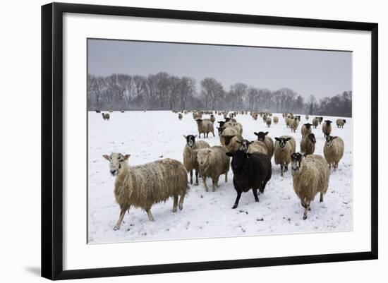 Sheep in Wintry Field-Stuart Black-Framed Photographic Print